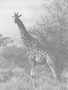 Safari